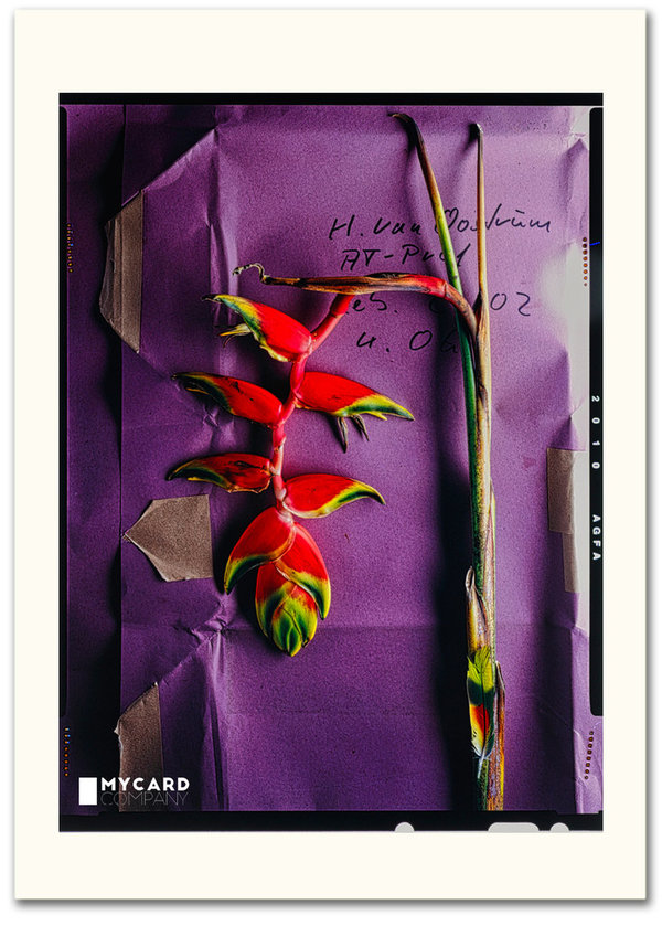 ArtCard - Heliconia Rostrata pink - Film