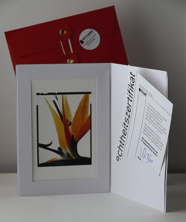 ArtCard - Paradiesvogelblume (Strelitzia reginae)  Blütenstand 1 - Film
