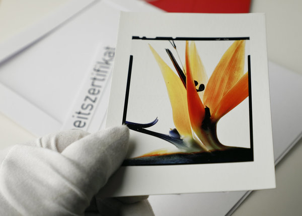 ArtCard - Paradiesvogelblume (Strelitzia reginae)  Blütenstand 1 - Film