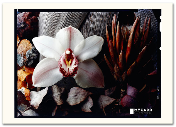 ArtCard - Orchidee (phalaenopsis amabilis) auf Holz - Film
