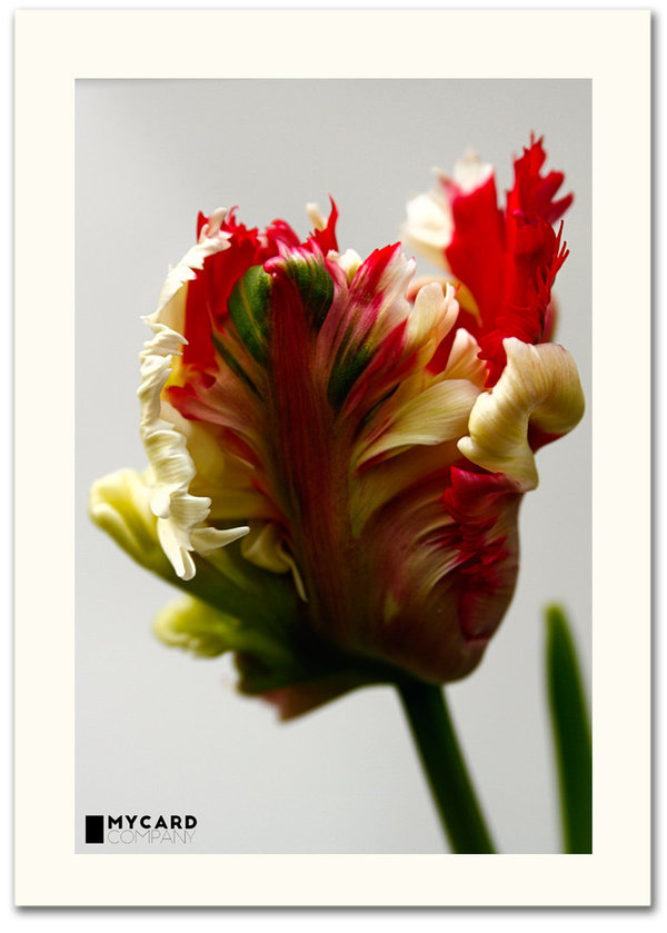ArtCard  - Tulpe Flaming Parrot einzelne Blüte- 25. April 2009
