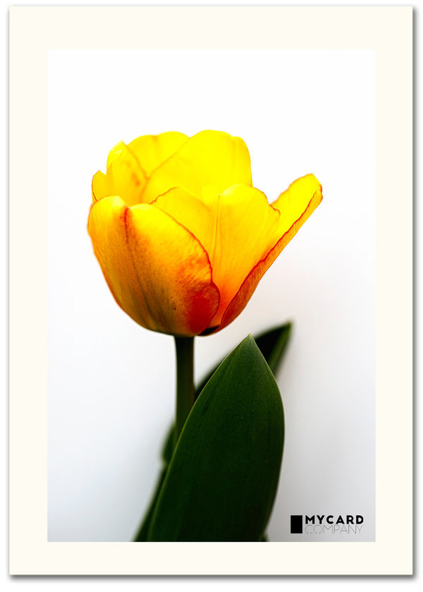 ArtCard  - Tulpe Beauty of Spring - 26. April 2020