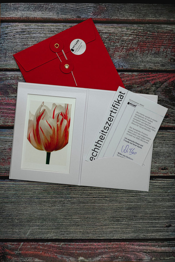 ArtCard - Echinopsis Terscheckii mit Blüte - 25. November 2013