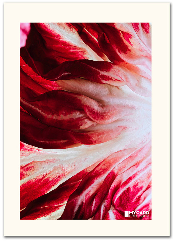 ArtCard - Radicchio Rosso di Chioggia #1